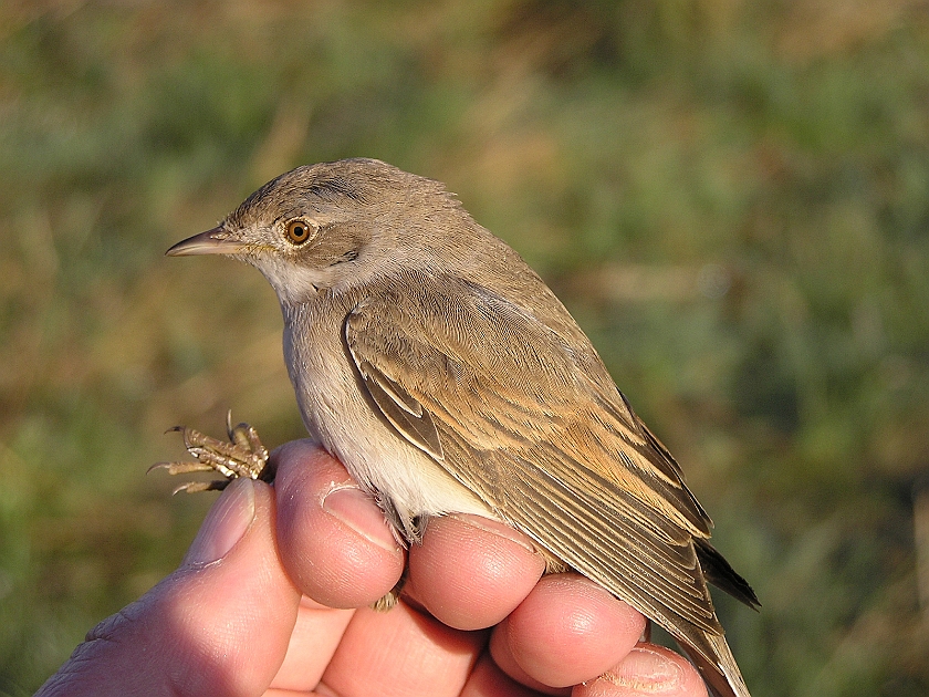 Common Whitethroat, Sundre 20050510